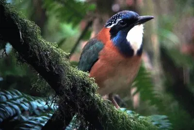 Ghiandaia marina pitta