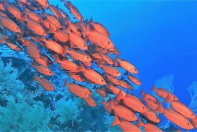 natural jigsaw puzzle