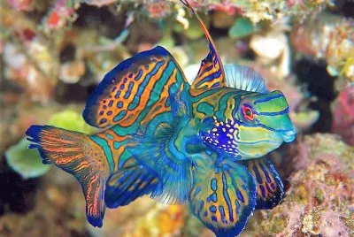 natural jigsaw puzzle