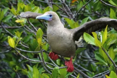 Sula piedirossi