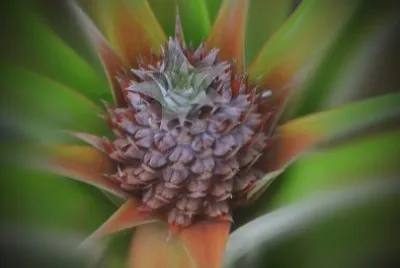 Ananas