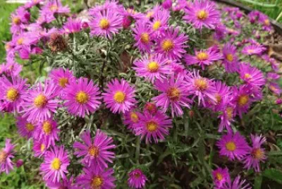 Aster