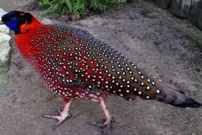 Tragopan satiro jigsaw puzzle