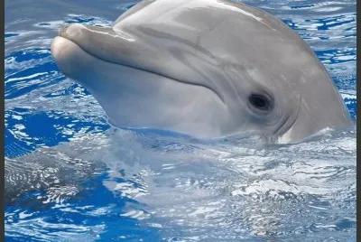 Delfin jigsaw puzzle