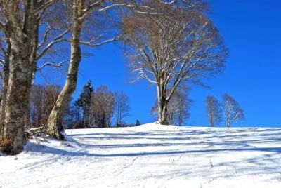 פאזל של Nature