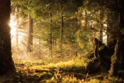 פאזל של Nature