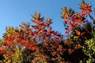 Couleurs d 'automne