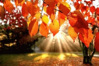Automne 2 jigsaw puzzle