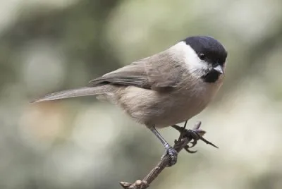 MÃ¨sange sonnette