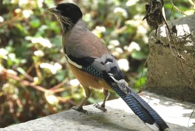 Ghiandaia lanceolata