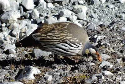 Tetraogallo del tibet
