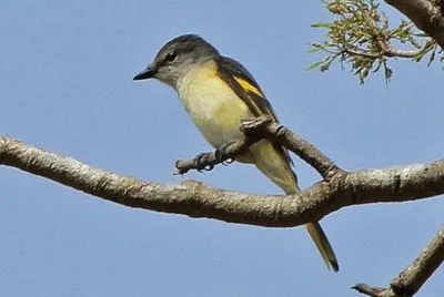Minivet roseo