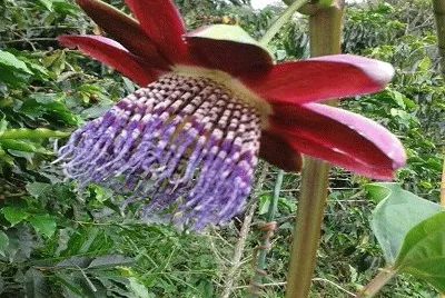 Flor de Gulupa