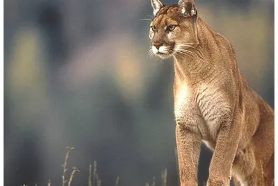 puma jigsaw puzzle