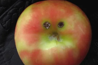 Sad apple - has a black eye !!