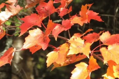 Beautiful colours!