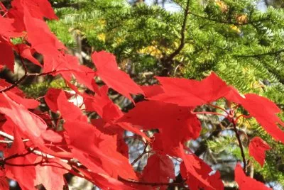 Brilliant red maples