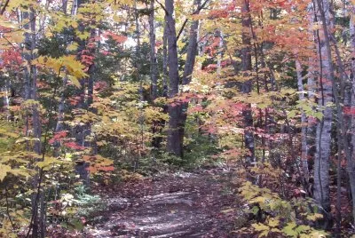 For being born a city girl, I love the woods!