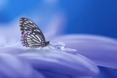 Papillon