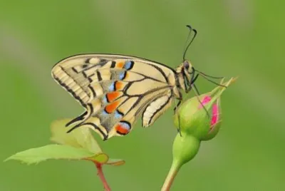 פאזל של Papillon