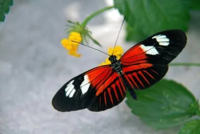 פאזל של Papillon