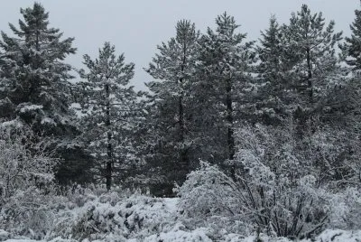 Early snow..Oct 25 a NASTY day, but made nice pics
