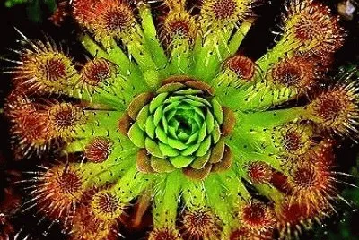 Planta Carnivora
