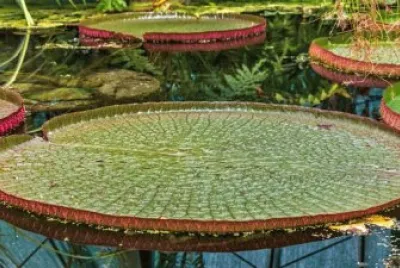 VitÃ³ria RÃ©gia jigsaw puzzle