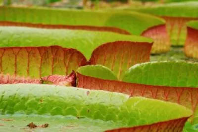 Flor do Amazonas