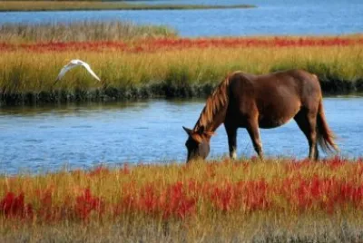 Cavalo Selvagem jigsaw puzzle