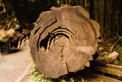Altes Holz