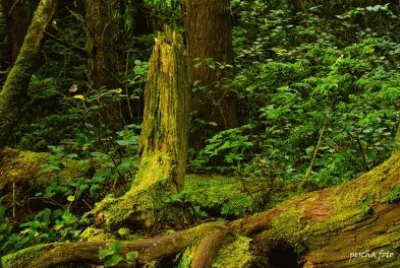 im Reich der Cedar Woman