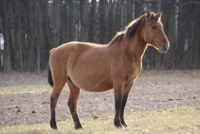 Bashkisky