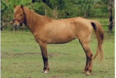 Batak