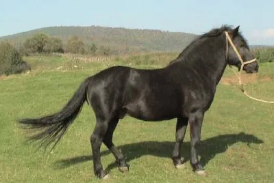 Bosniaco