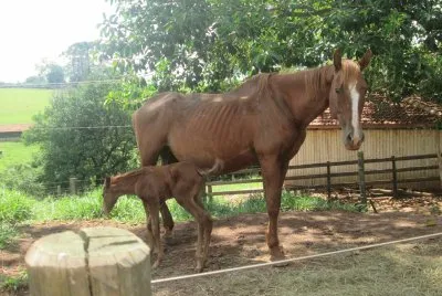 Égua e sua cria