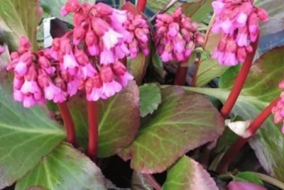 Bergenia