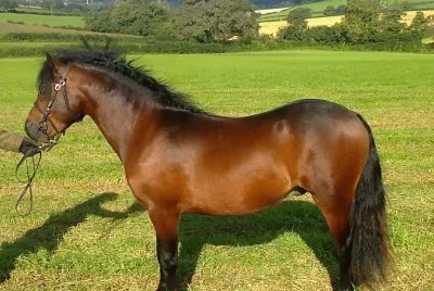 Dartmoor