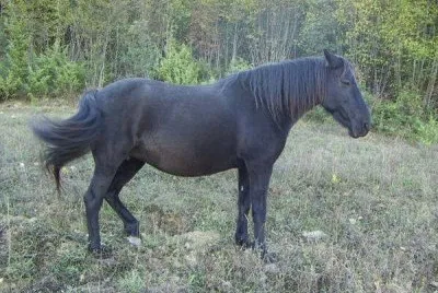 Di monterufoli
