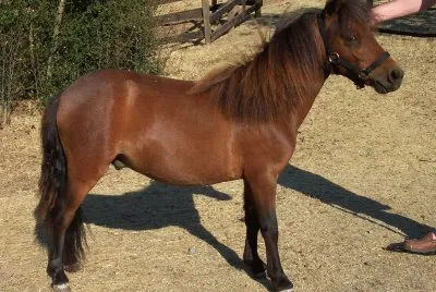 Falabella