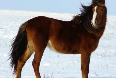 Kazach