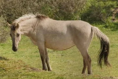Konik
