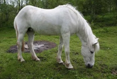 Northlands jigsaw puzzle