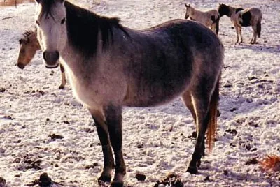 Rustico canadese