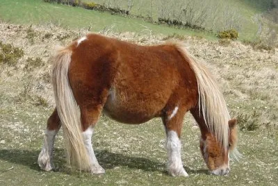 Shetland jigsaw puzzle