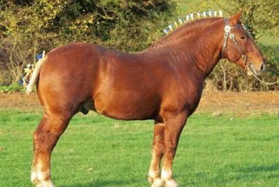 Suffolk