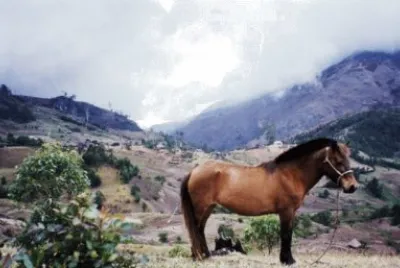 Timor