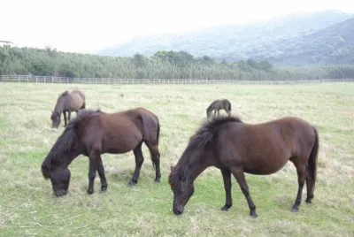 Tokara jigsaw puzzle