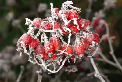 Frost