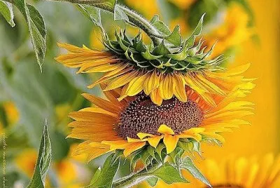 flores